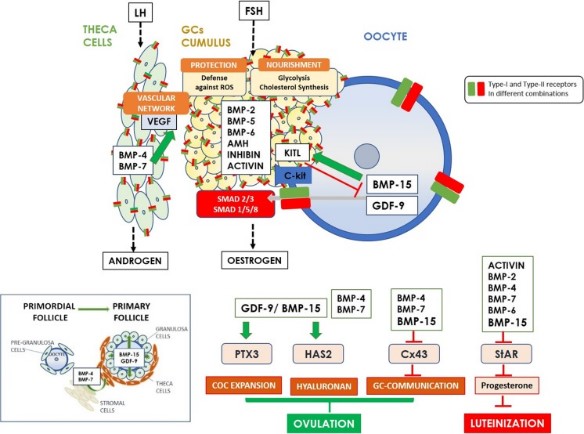 Schematic diagram exhibiting the functional roles of the main TGF-β superfamily member proteins in regulating ovarian function.jpg